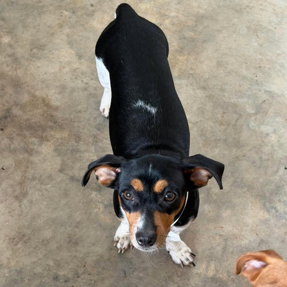 Snickers, Adopted, Adult Female Dachshund.