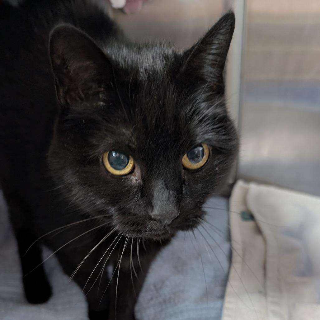 Enlarge Nessy (Kitty), a Adoptable Domestic Short Hair in Buffalo, WY image 1/1