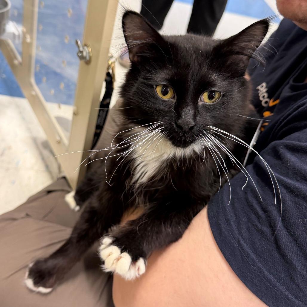 Enlarge Pectoral Fin, a Adoptable Domestic Long Hair in St. Paul, MN image 1/1