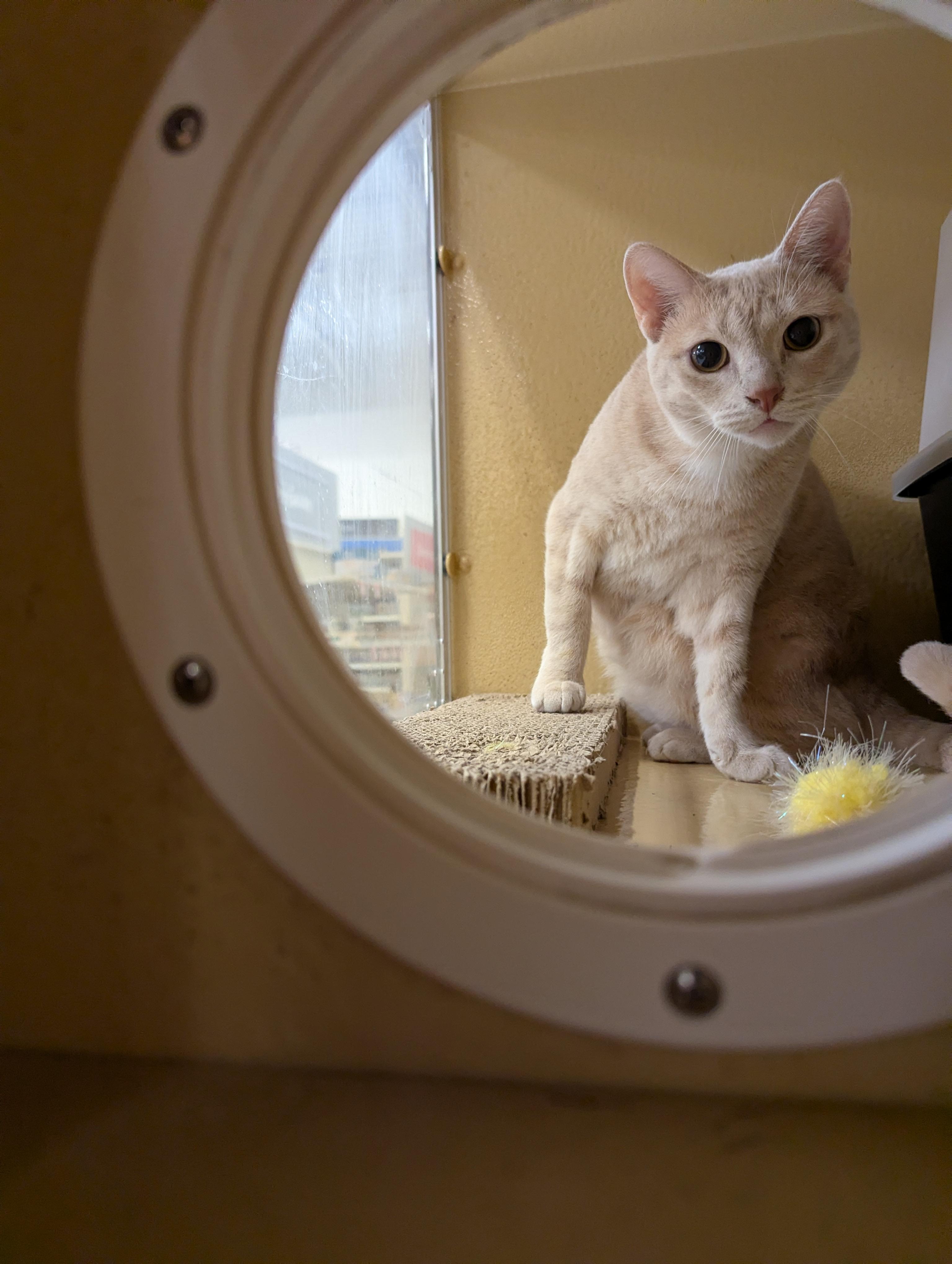 Nala, a Adoptable Domestic Short Hair in Jackson, MS image 2/3