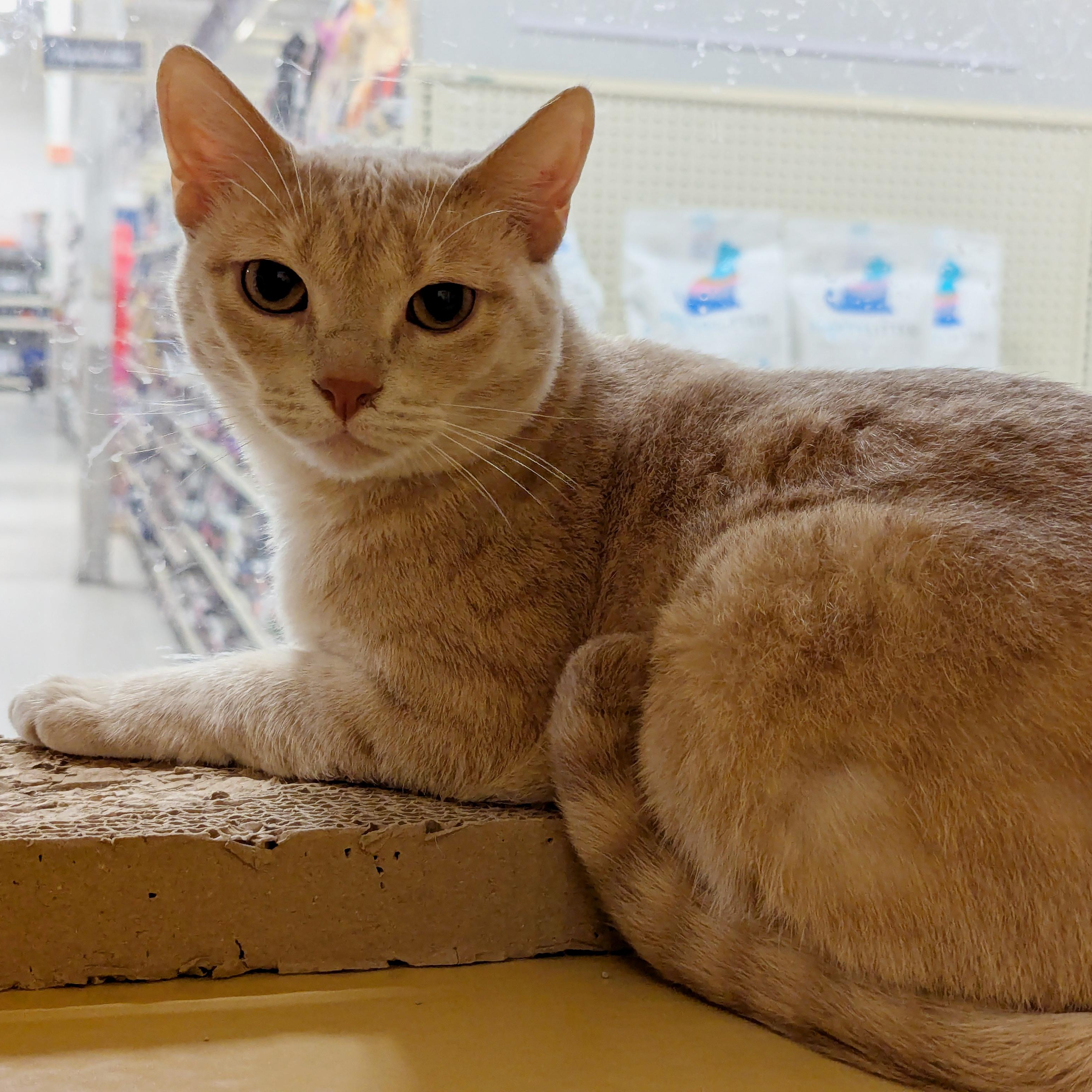 Nala, a Adoptable Domestic Short Hair in Jackson, MS image 3/3