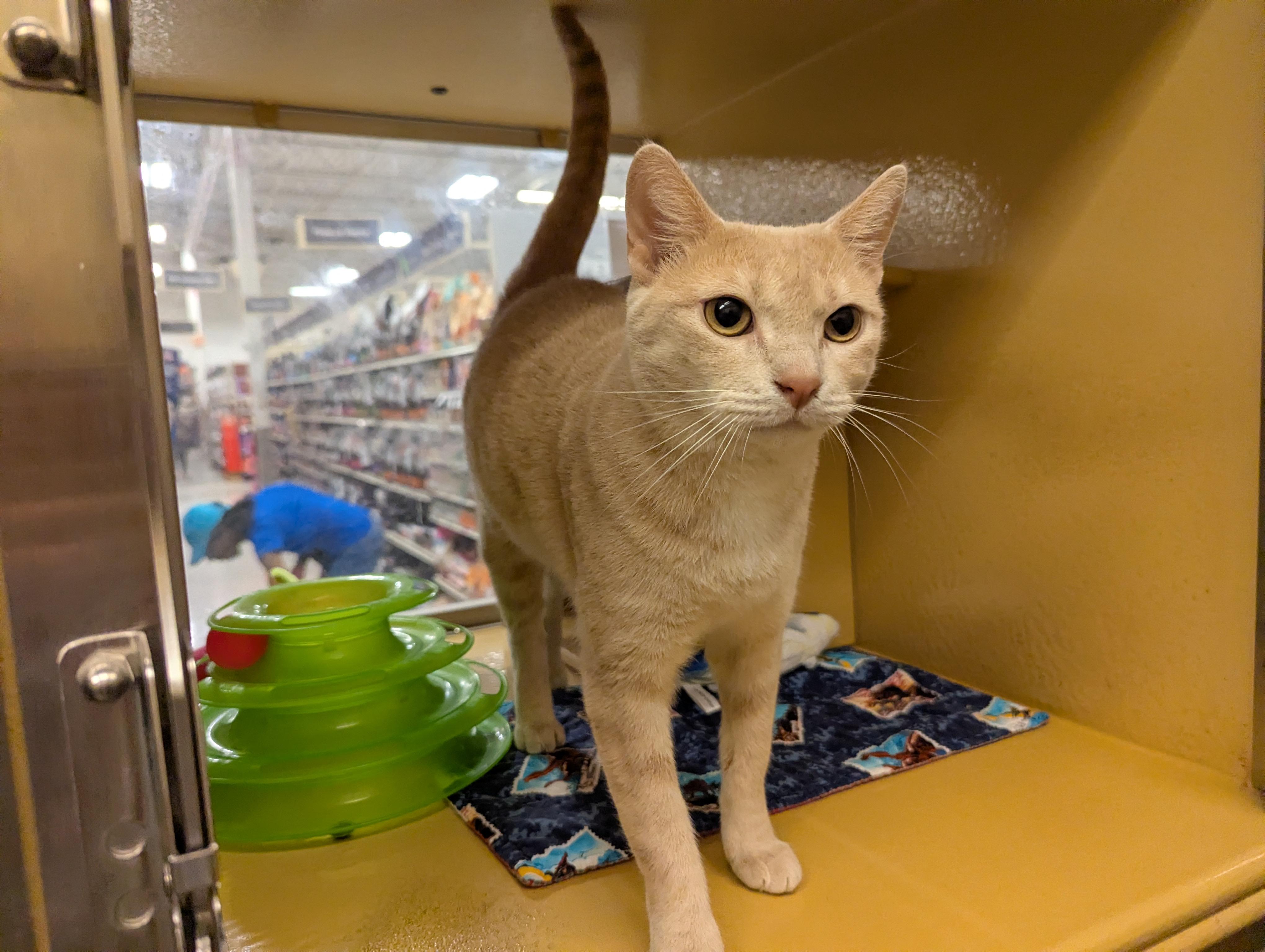 Nala, Adoptable, Adult Female Domestic Short Hair.