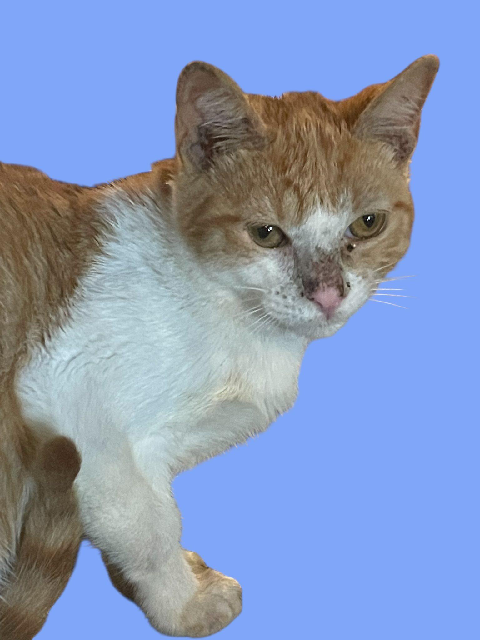 Orange Tabby & White Male Kitten - 4 Months Old