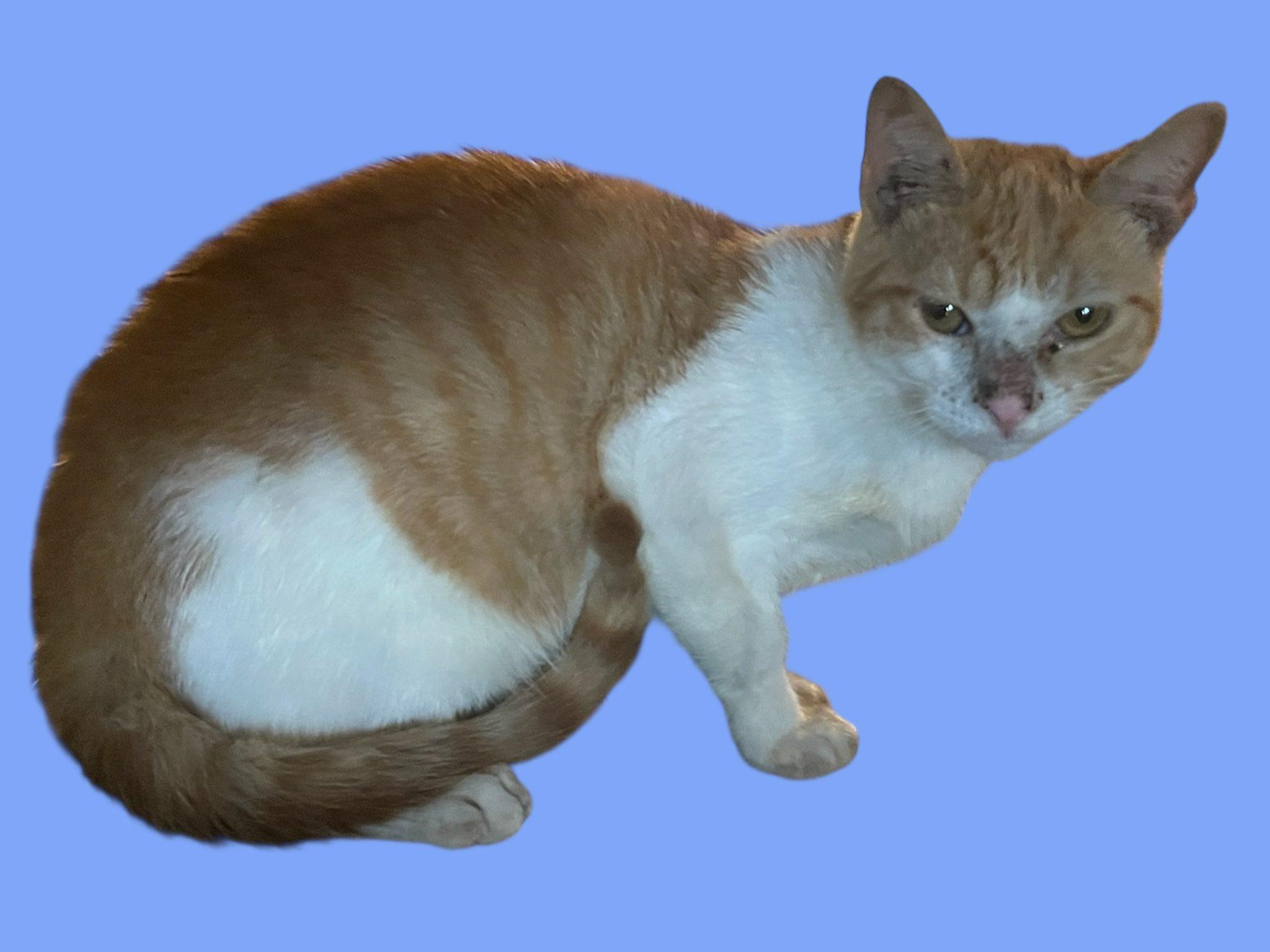 Orange Tabby & White Male Kitten - 4 Months Old