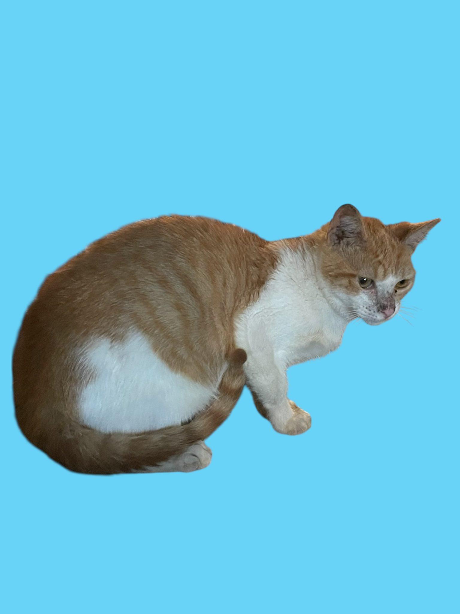 Orange Tabby & White Male Kitten - 4 Months Old