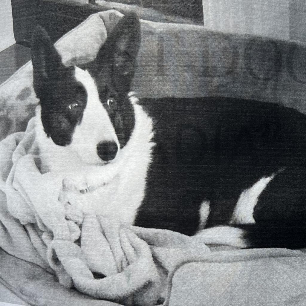 Nadia (Noddy) - MISSING, a Adoptable Cardigan Welsh Corgi in Lynchburg, VA image 1/2