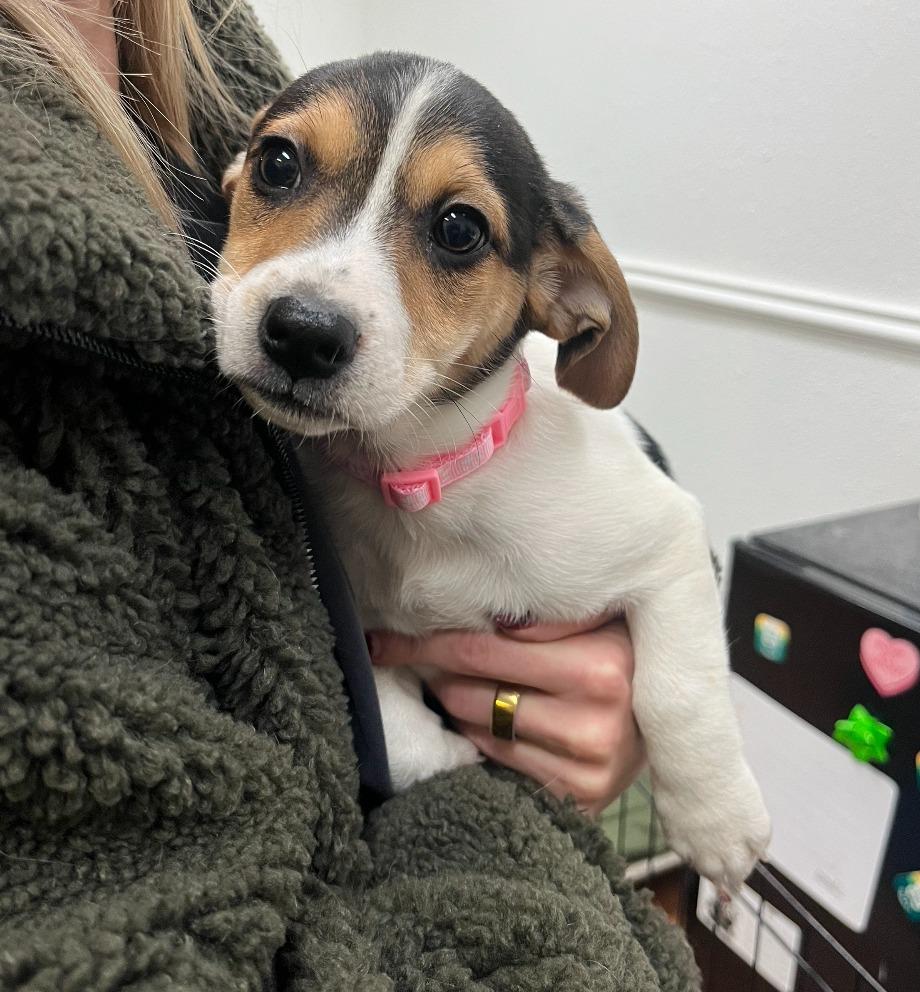 Enlarge Iris, a Adoptable mixed breed in Fayetteville, AR image 1/3