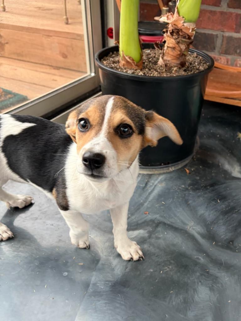 Enlarge Iris, a Adoptable mixed breed in Fayetteville, AR image 2/3