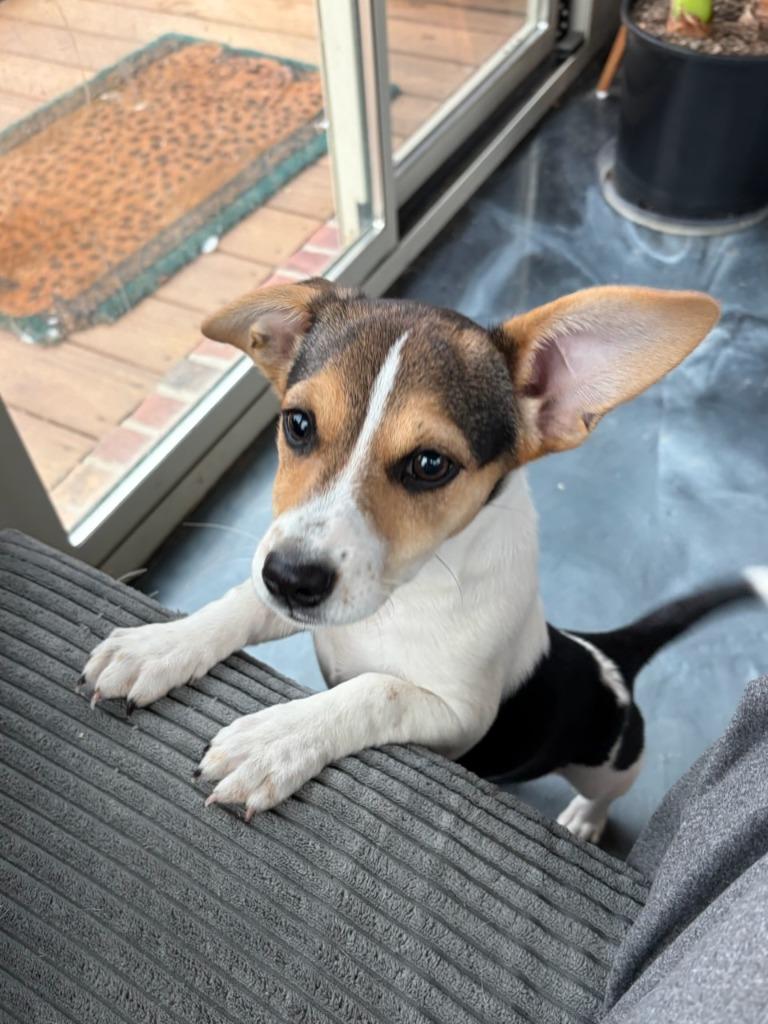 Enlarge Iris, a Adoptable mixed breed in Fayetteville, AR image 3/3