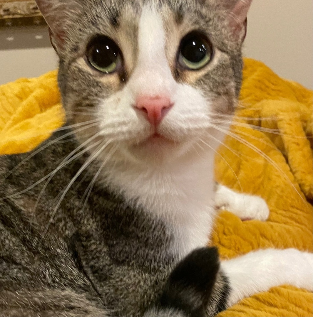 Enlarge Squirrel, a Adoptable mixed breed in Colorado Springs, CO image 4/6