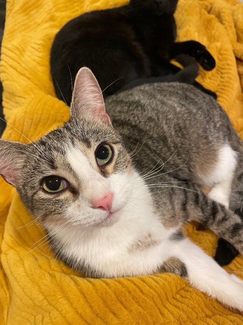 Enlarge Squirrel, a Adoptable mixed breed in Colorado Springs, CO image 3/6