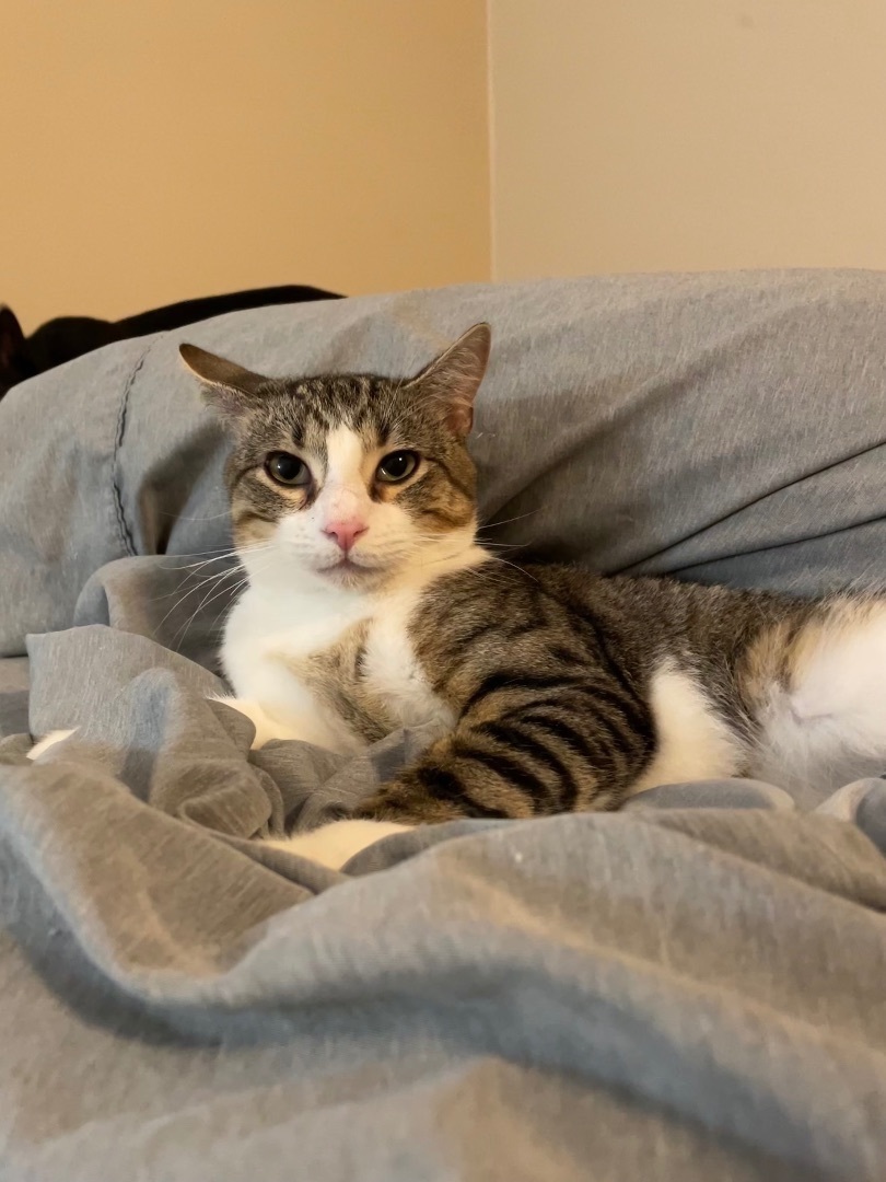 Enlarge Squirrel, a Adoptable mixed breed in Colorado Springs, CO image 5/6