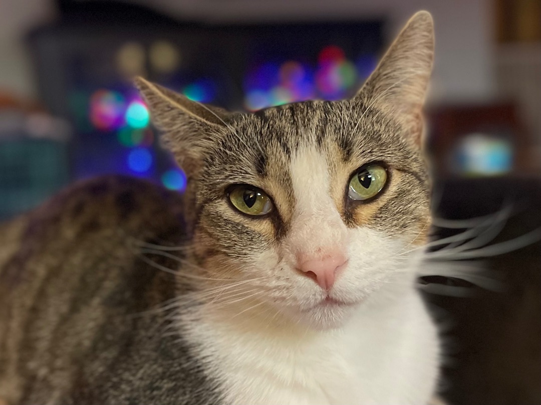 Enlarge Squirrel, a Adoptable mixed breed in Colorado Springs, CO image 6/6