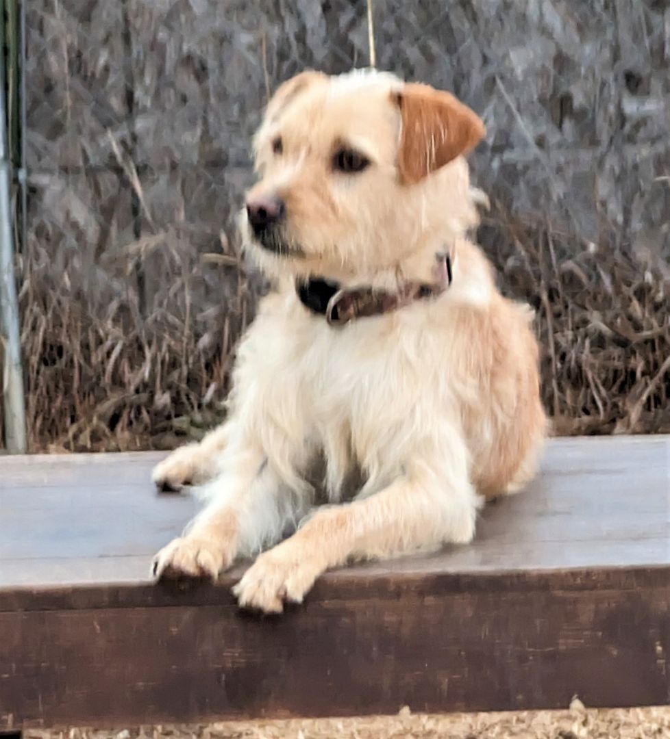 Tucker, a Adopted mixed breed in Falls City, NE image 1/2