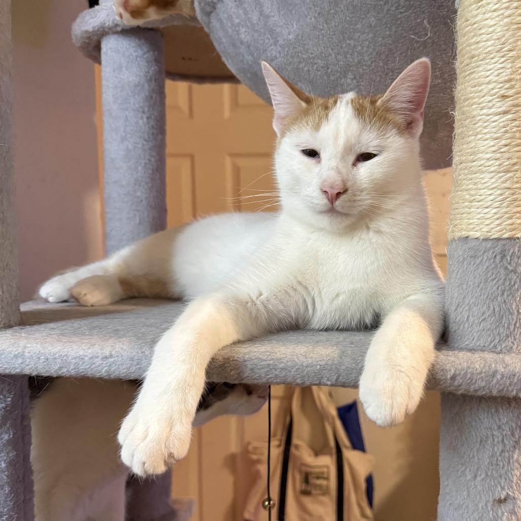 Enlarge Stay Puft, a Adoptable Domestic Short Hair in Bloomington, IL image 1/6