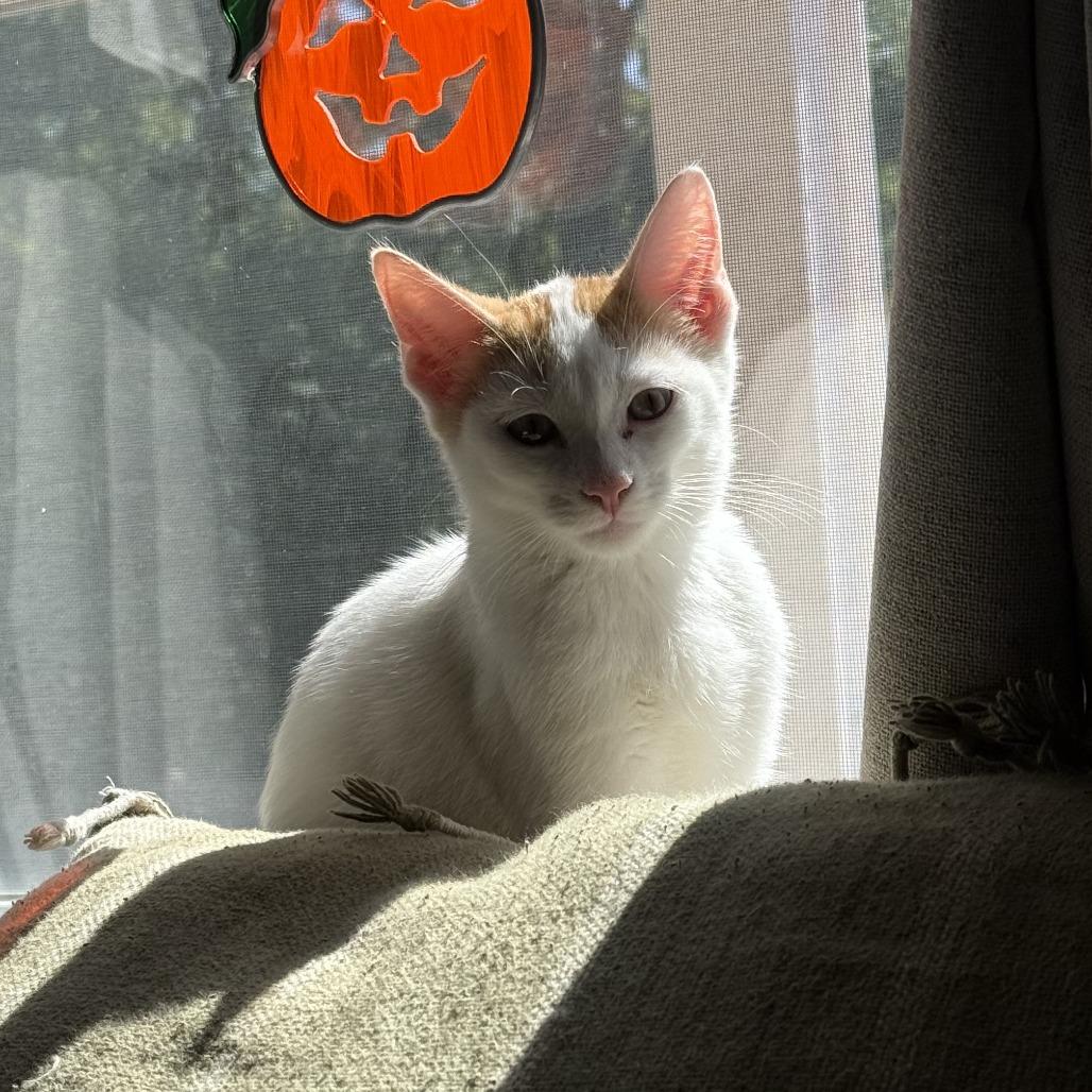 Stay Puft, Adoptable, Young Male Domestic Short Hair.