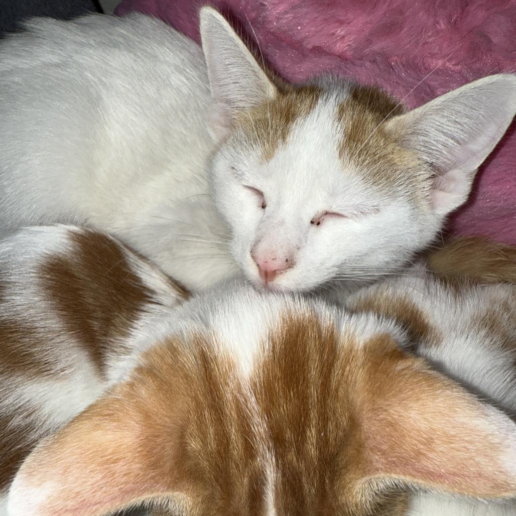 Enlarge Stay Puft, a Adoptable Domestic Short Hair in Bloomington, IL image 2/6