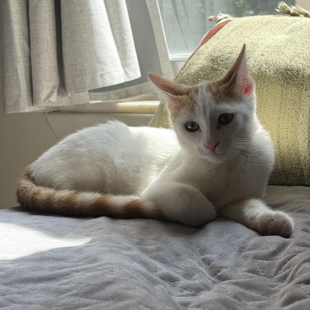 Enlarge Stay Puft, a Adoptable Domestic Short Hair in Bloomington, IL image 3/6