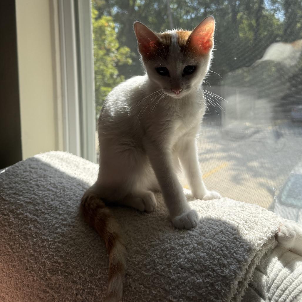 Enlarge Stay Puft, a Adoptable Domestic Short Hair in Bloomington, IL image 4/6