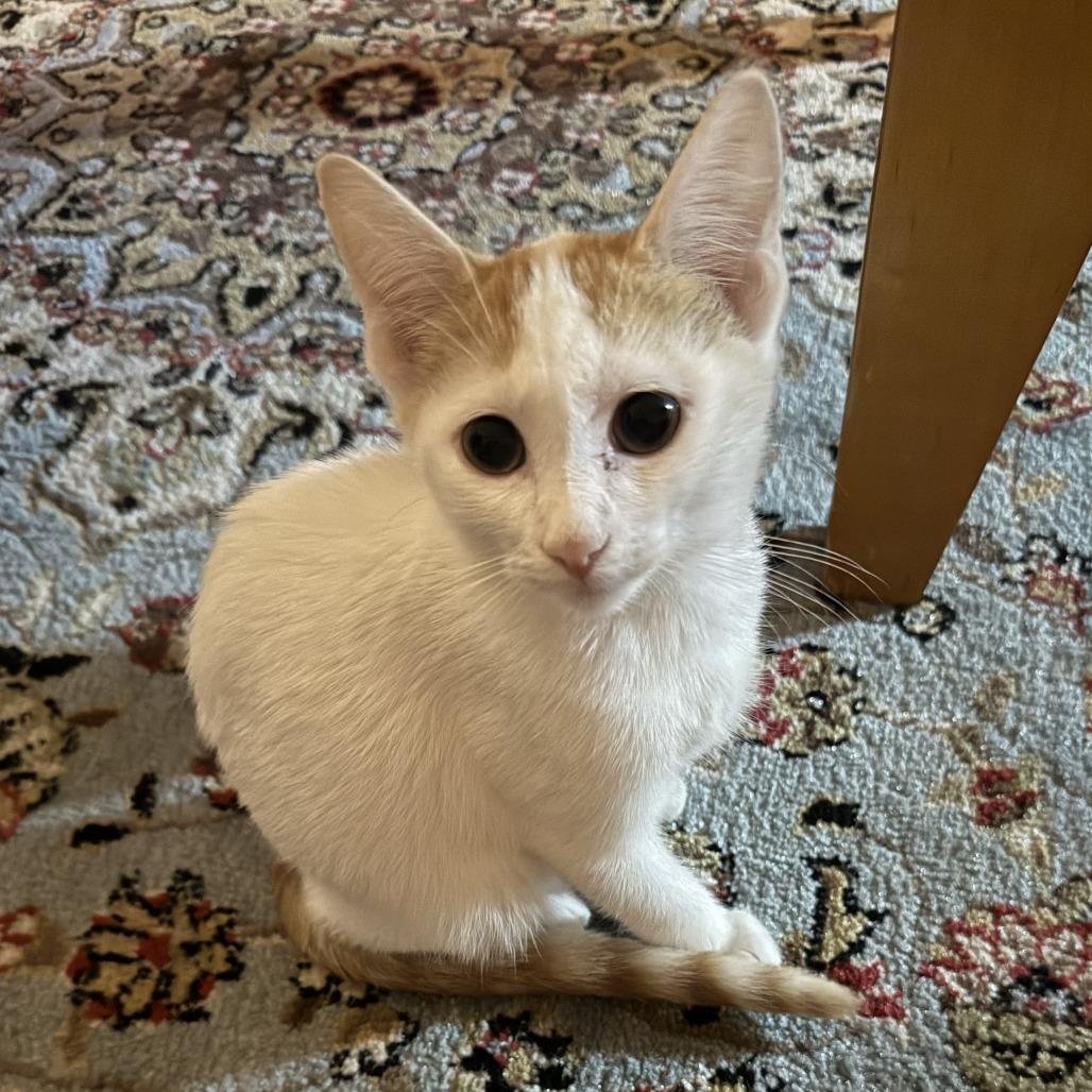 Enlarge Stay Puft, a Adoptable Domestic Short Hair in Bloomington, IL image 5/6