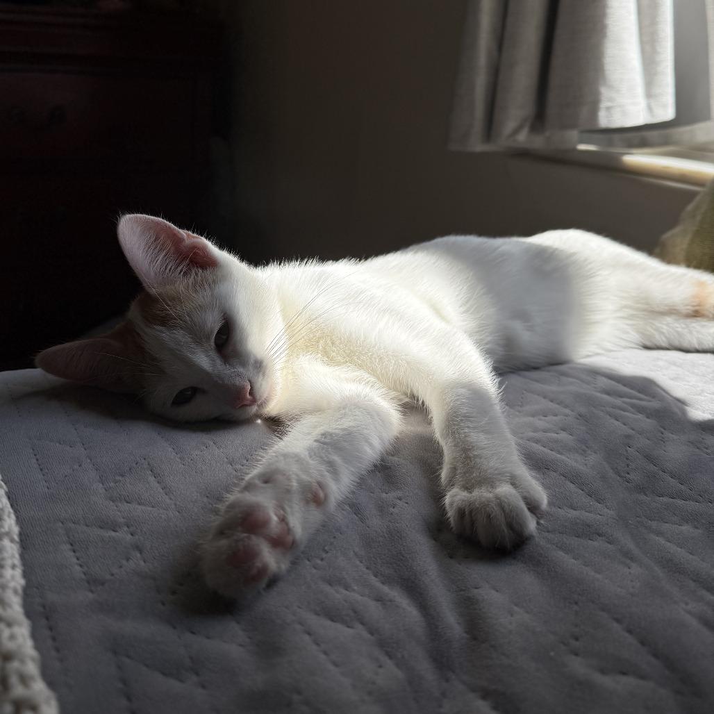 Enlarge Stay Puft, a Adoptable Domestic Short Hair in Bloomington, IL image 6/6