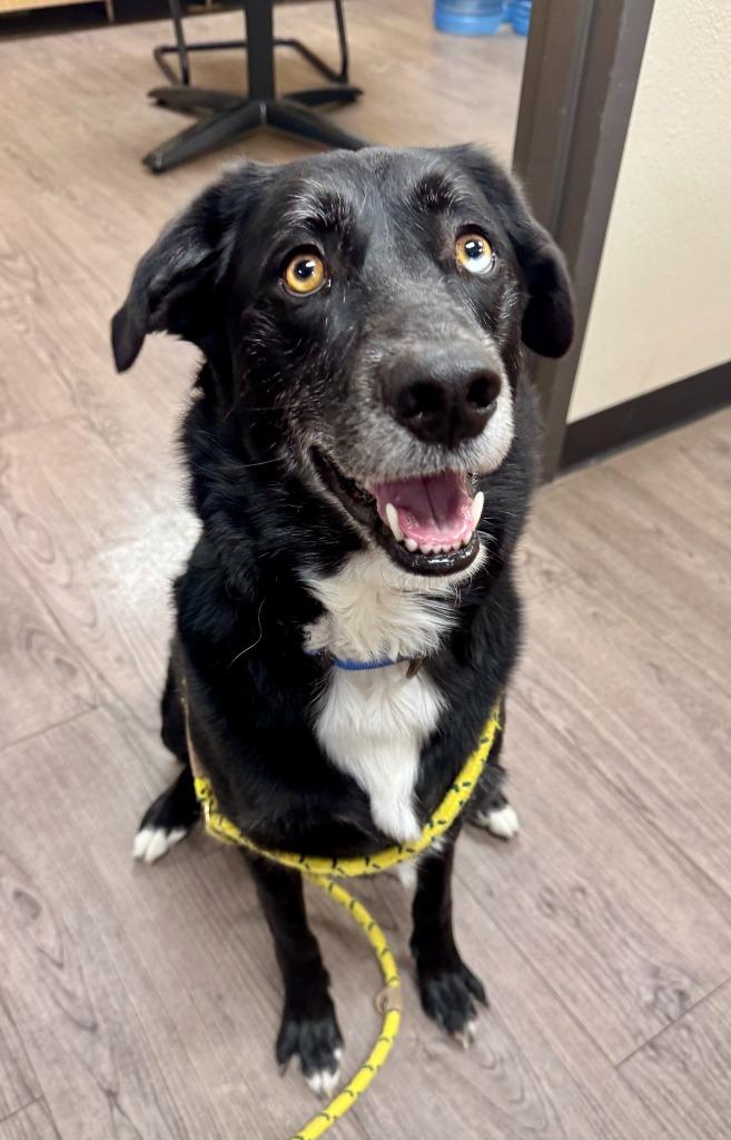 Enlarge Arrow, a Adoptable mixed breed in Gillette, WY image 1/3