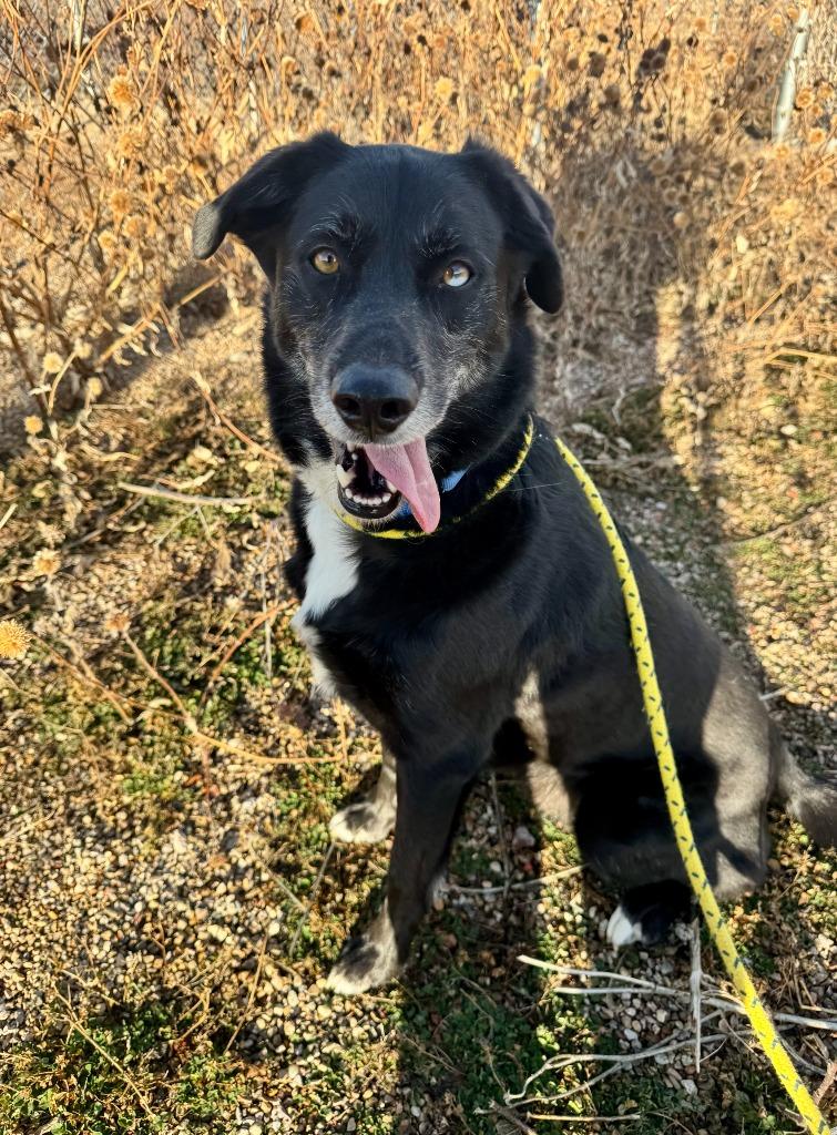Enlarge Arrow, a Adoptable mixed breed in Gillette, WY image 2/3