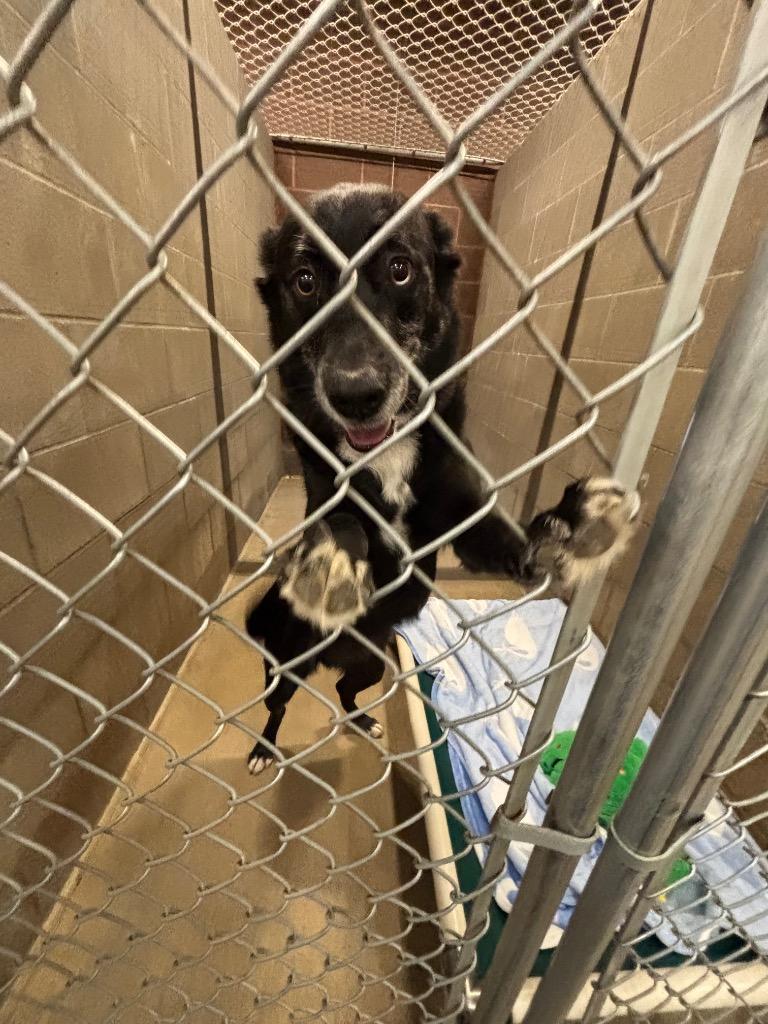 Enlarge Arrow, a Adoptable mixed breed in Gillette, WY image 3/3