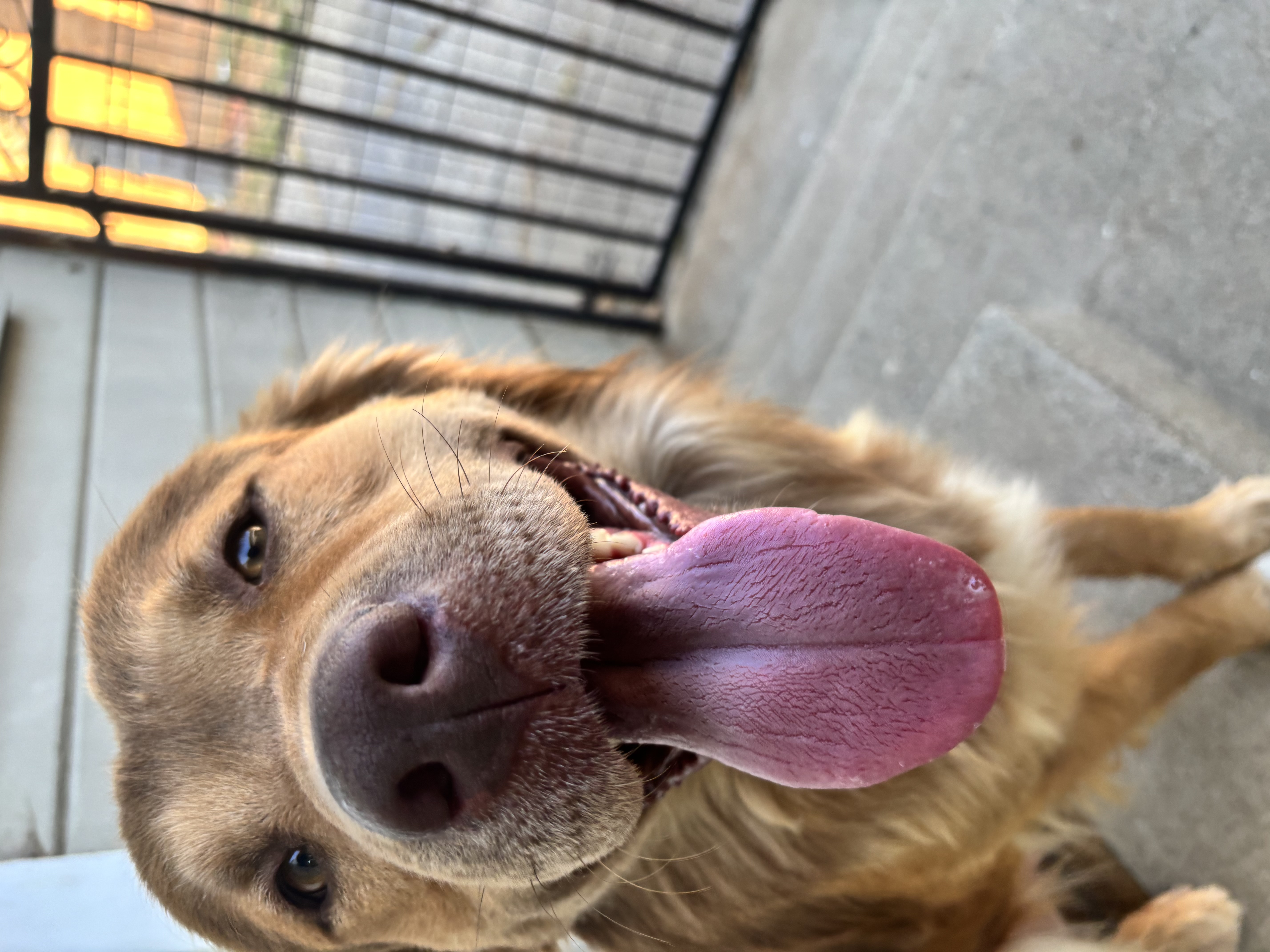 Sonny, Adopted, Adult Male Australian Shepherd.