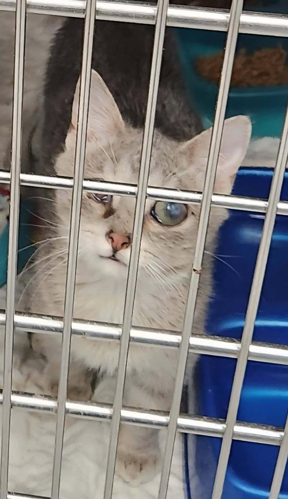 Enlarge Tempo, a Adoptable mixed breed in Republic, MO image 2/3