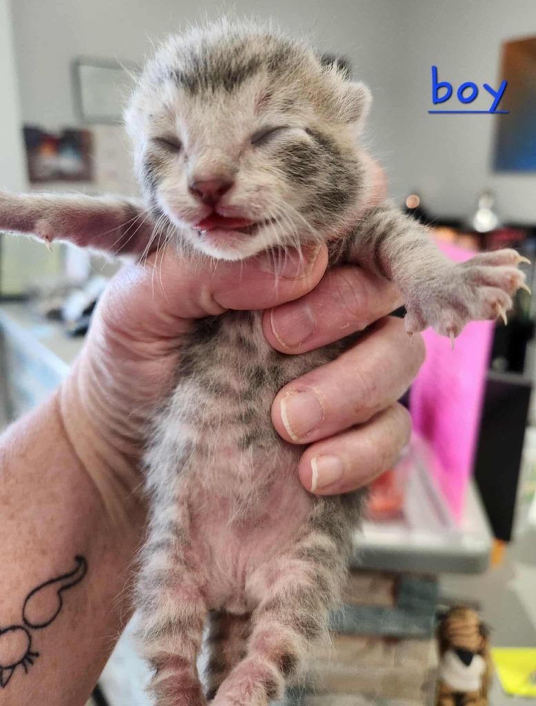 Tempo, Adoptable, Kitten Male Domestic Short Hair.