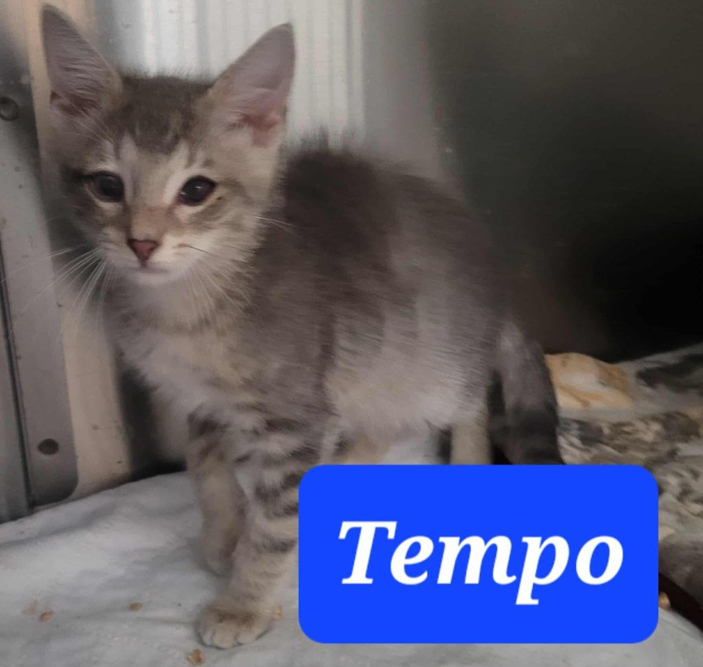 Enlarge Tempo, a Adoptable mixed breed in Republic, MO image 2/2
