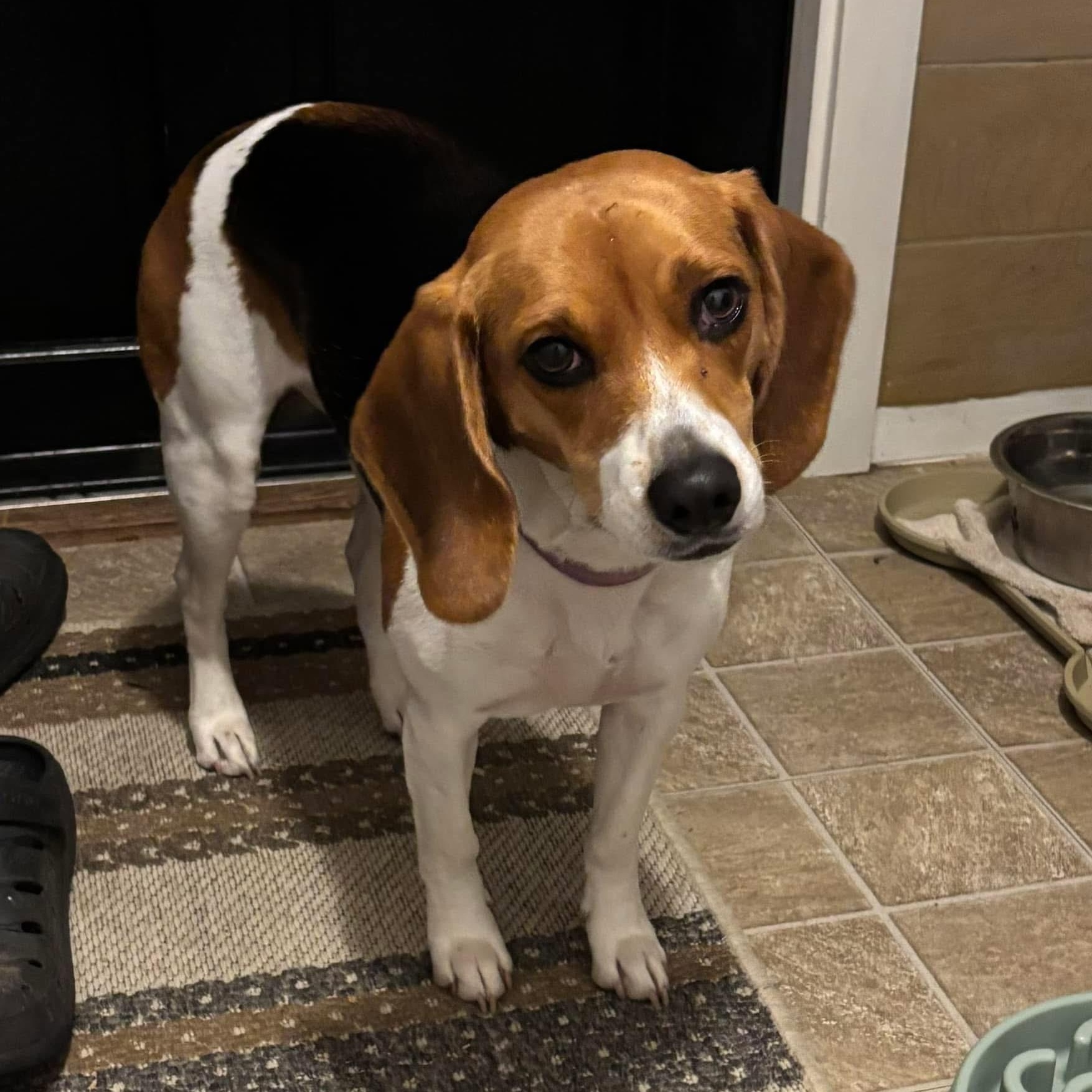 Patsy, Adopted, Young Female Beagle.