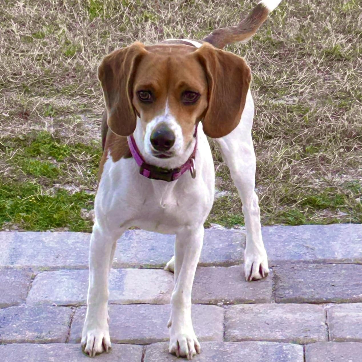Enlarge Patsy, a Adopted Beagle in Port Saint Lucie, FL image 4/6