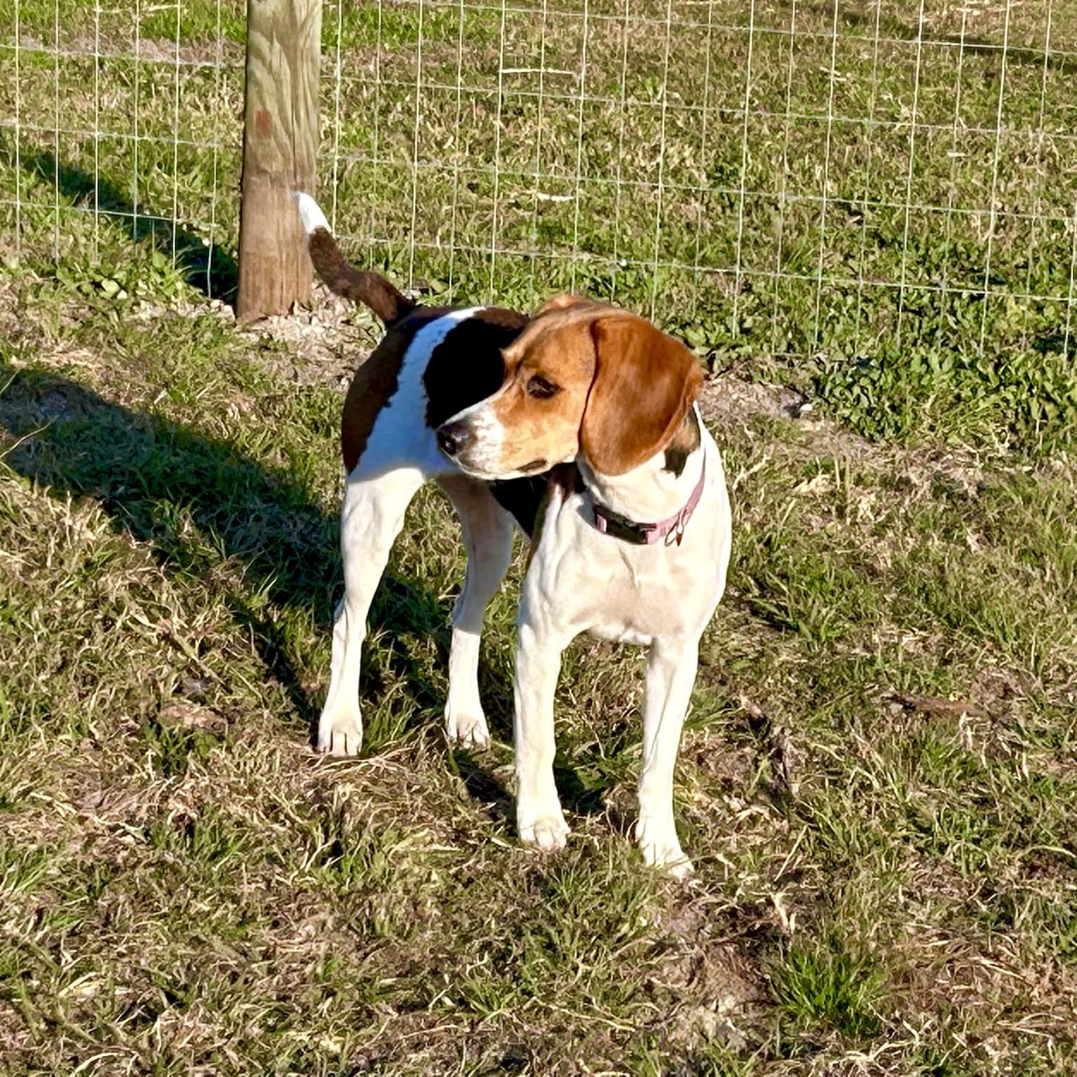 Enlarge Patsy, a Adopted Beagle in Port Saint Lucie, FL image 5/6