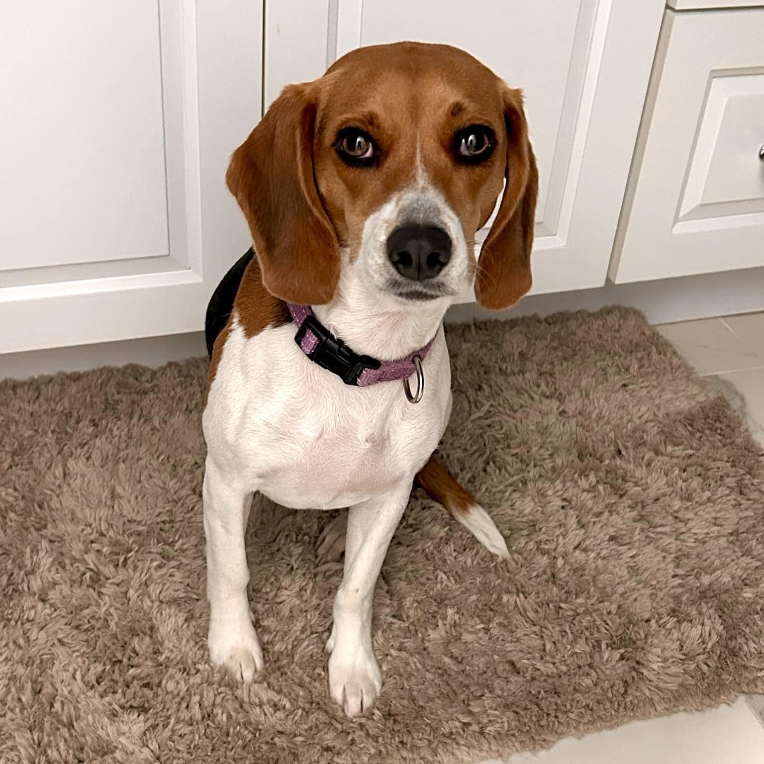 Enlarge Patsy, a Adopted Beagle in Port Saint Lucie, FL image 2/6