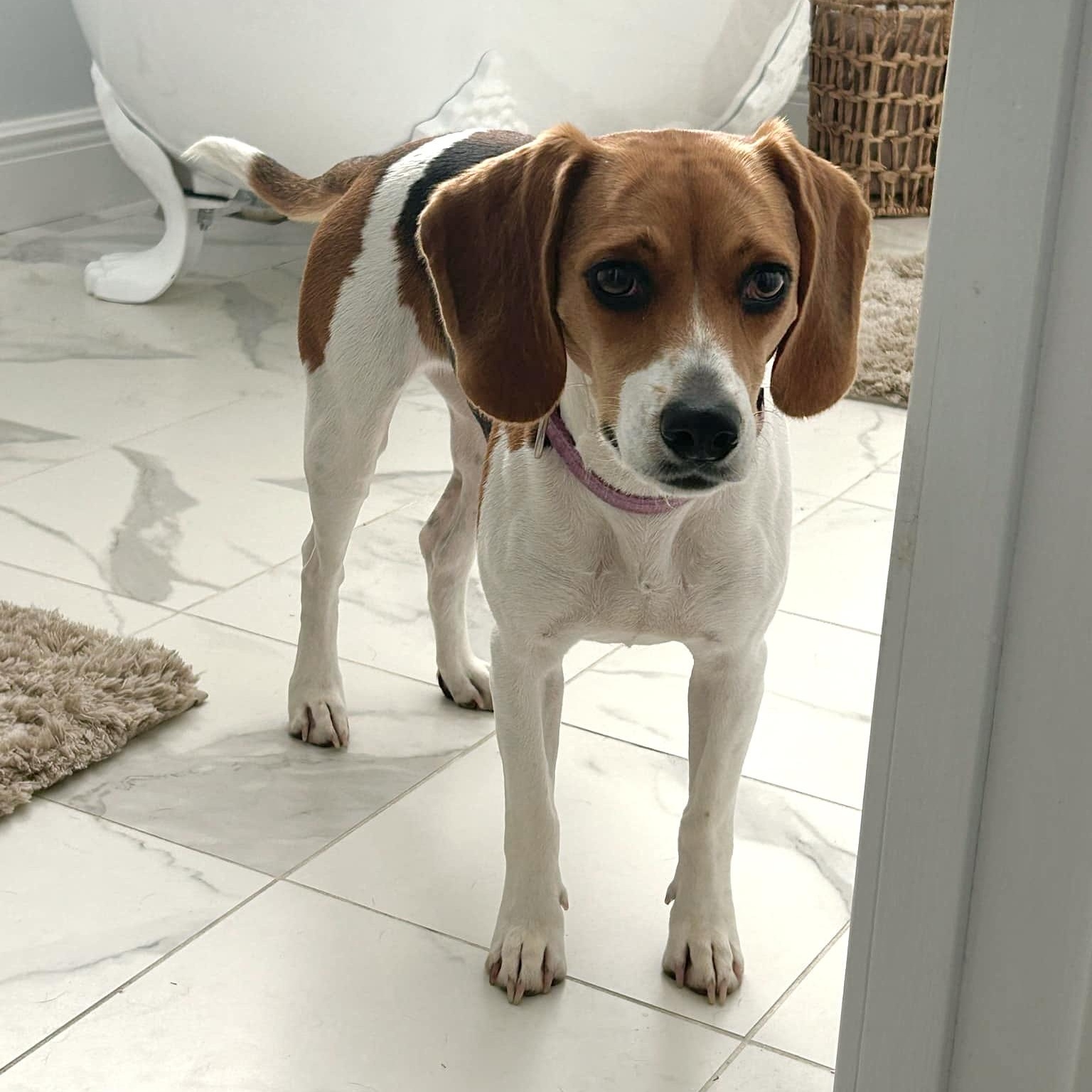 Enlarge Patsy, a Adopted Beagle in Port Saint Lucie, FL image 6/6