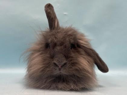 Bessy, Adoptable, Young Female Lionhead & Holland Lop.