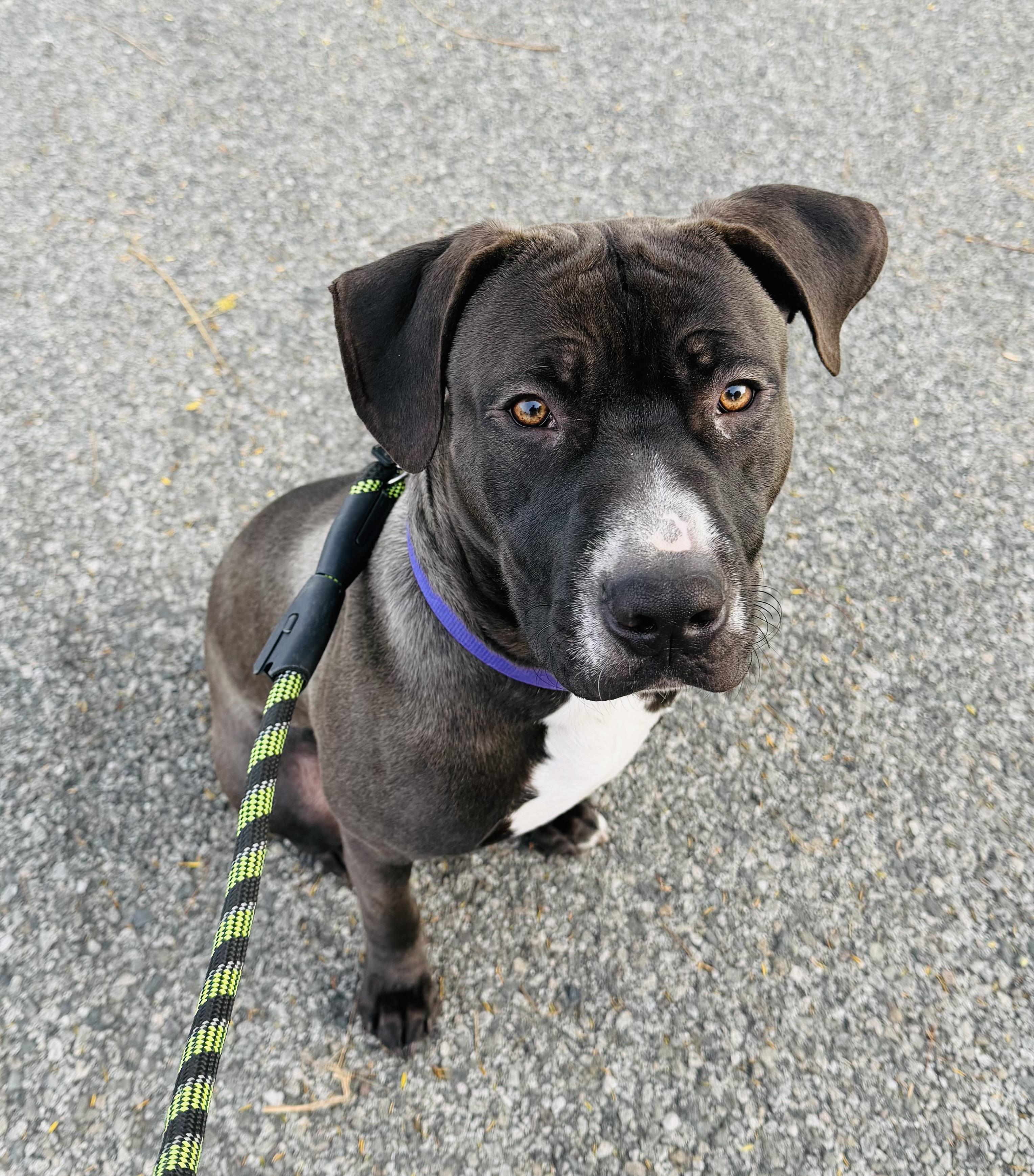 Enlarge Jacks, an adopted mixed breed in Petaluma , CA image 4/6