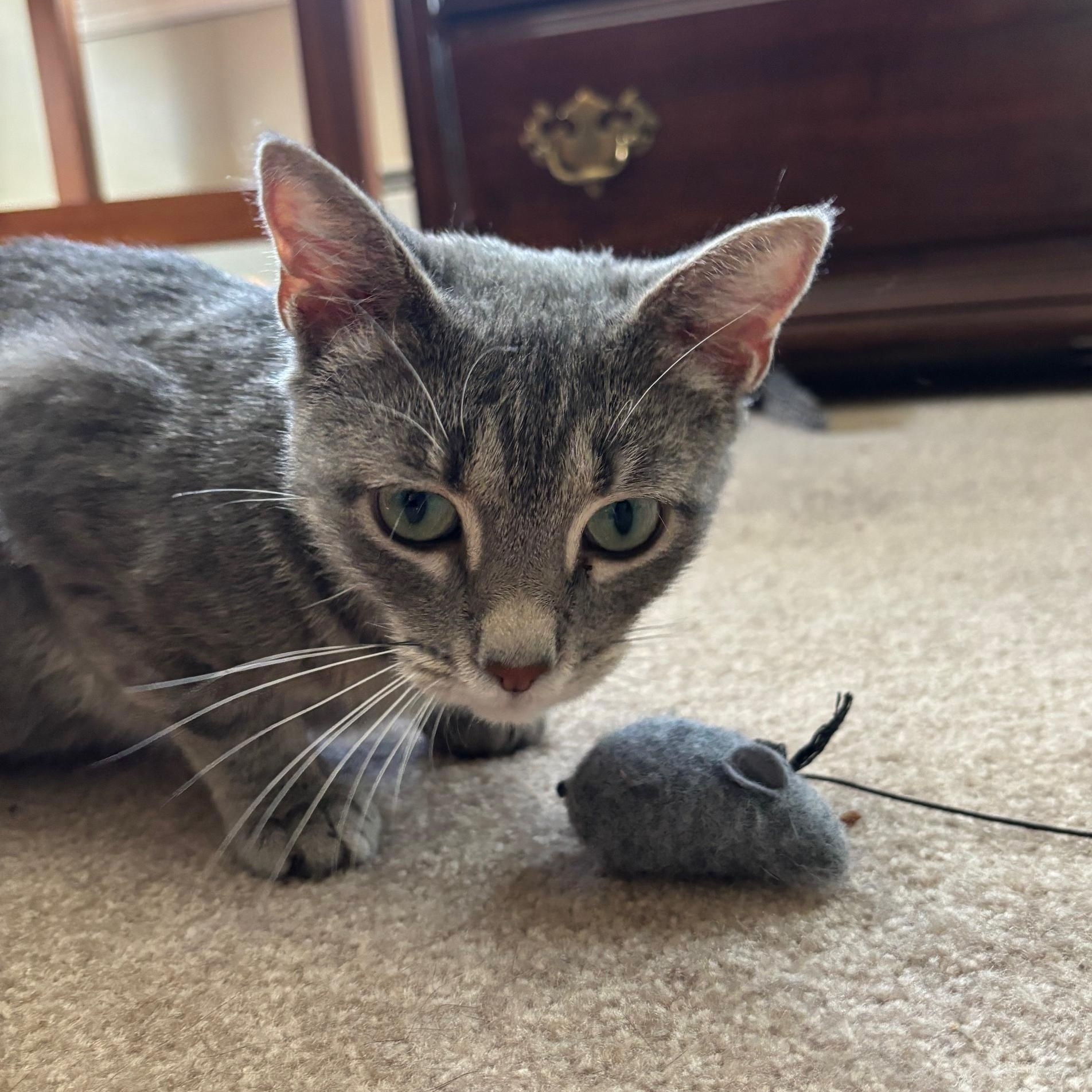 Enlarge Frank (female), a Adoptable Domestic Short Hair in Colonia, NJ image 2/5