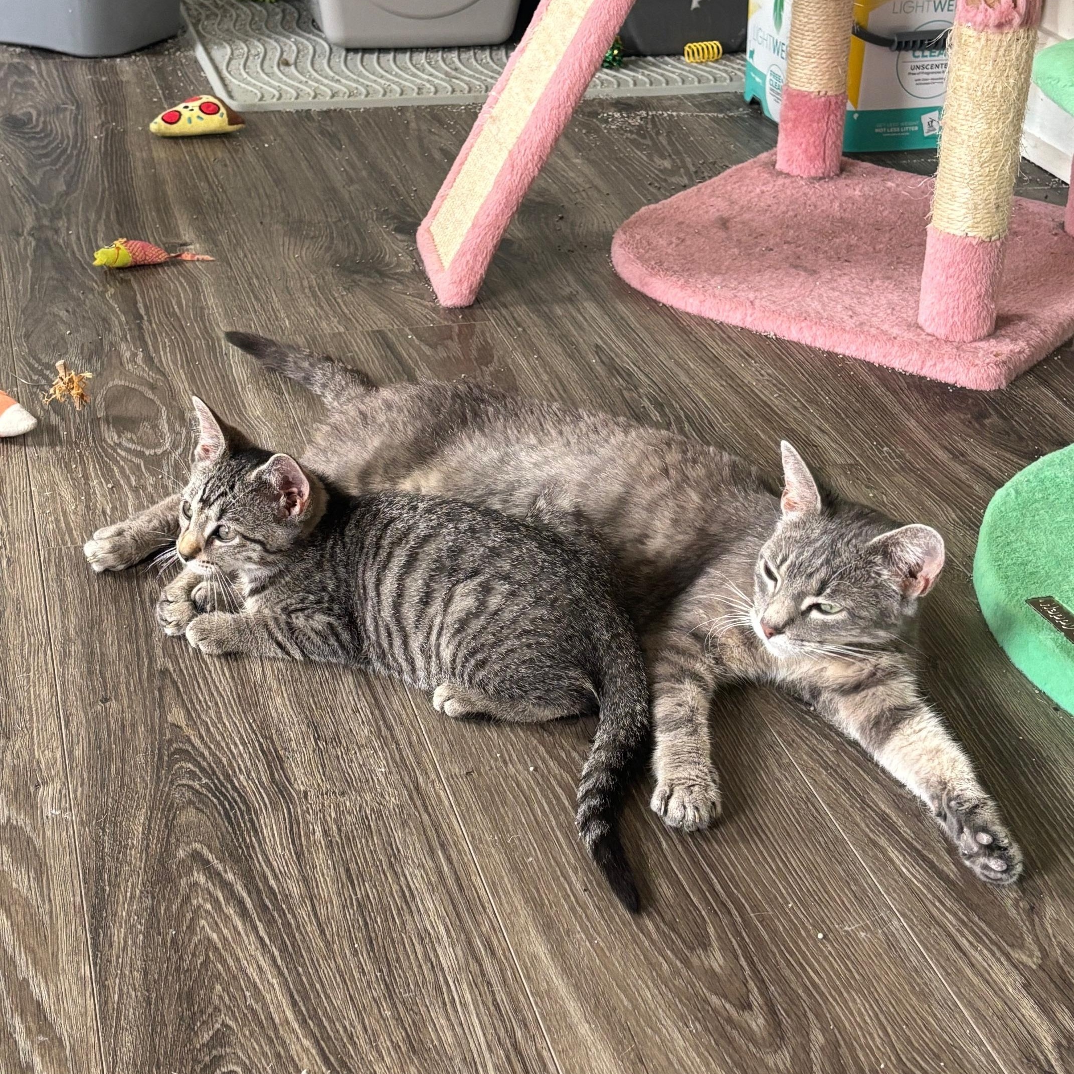 Enlarge Frank (female), a Adoptable Domestic Short Hair in Colonia, NJ image 4/5