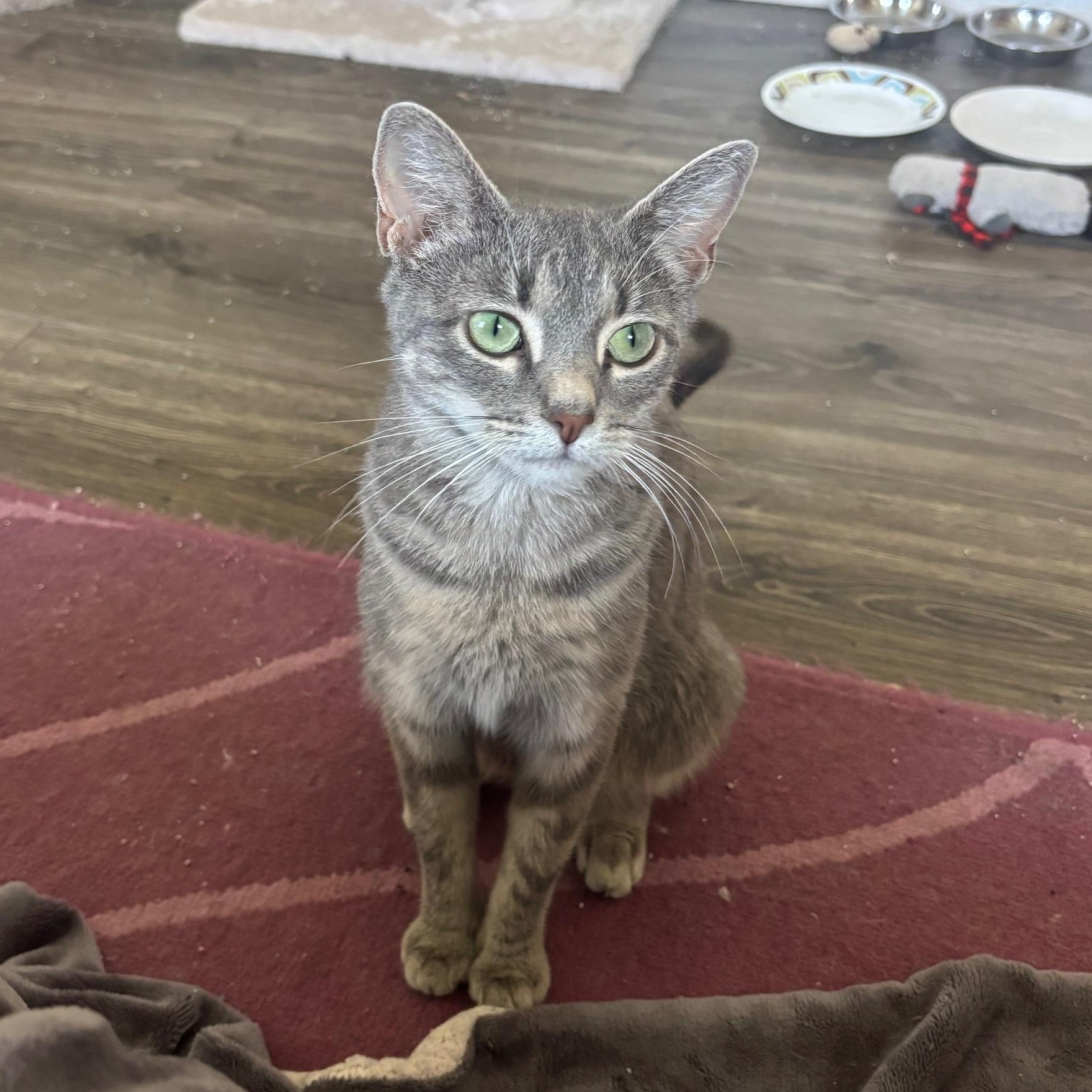 Enlarge Frank (female), a Adoptable Domestic Short Hair in Colonia, NJ image 5/5