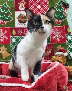 Enlarge Cloie, a ADOPTABLE Domestic Short Hair in Bucyrus, OH image 1/3