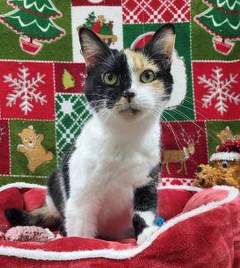 Enlarge Cloie, a ADOPTABLE Domestic Short Hair in Bucyrus, OH image 2/3