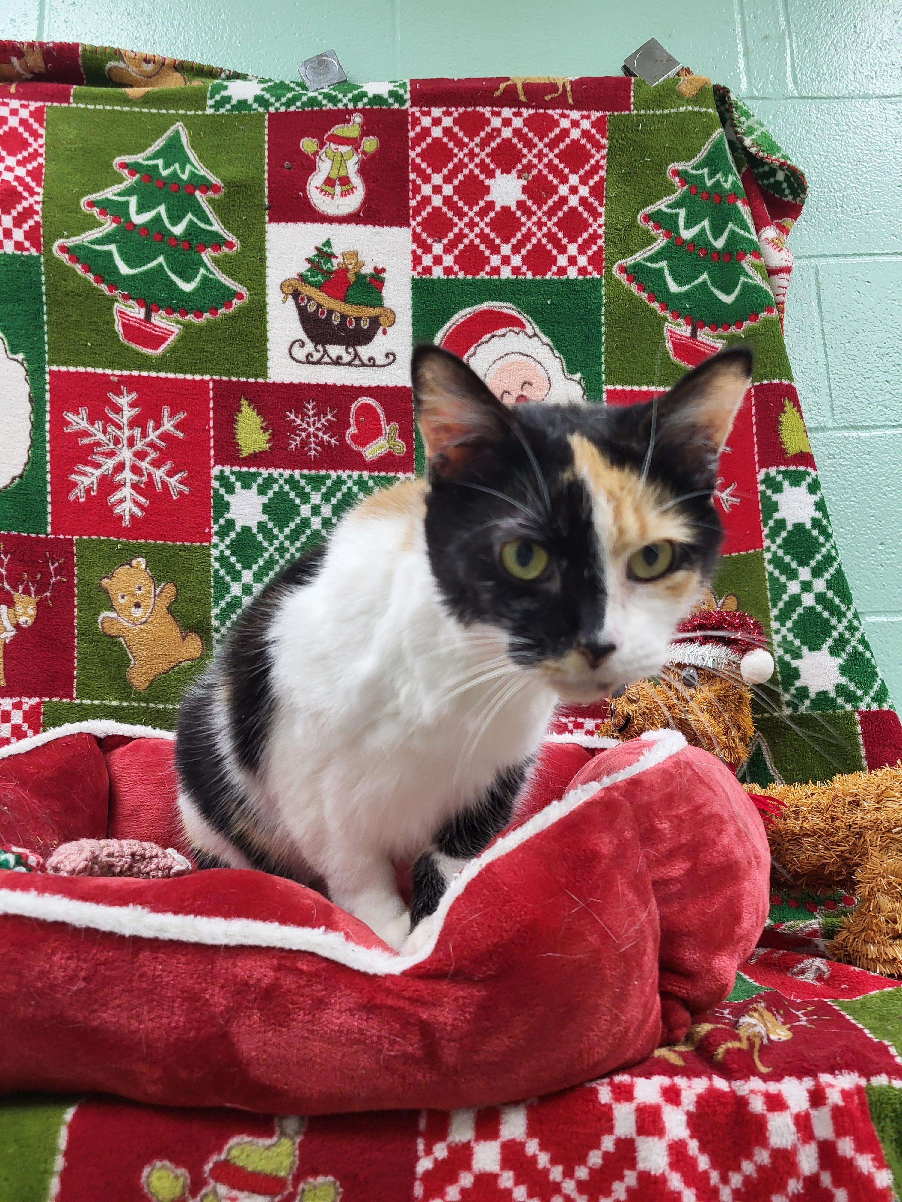 Enlarge Cloie, a ADOPTABLE Domestic Short Hair in Bucyrus, OH image 3/3