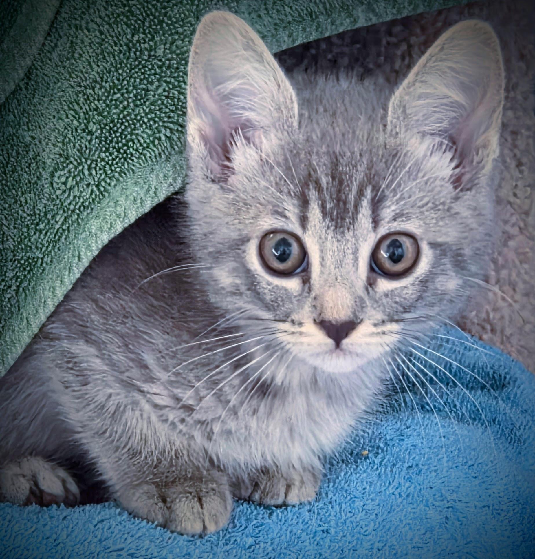 Chip, an adopted mixed breed in Bow, WA image 2/5