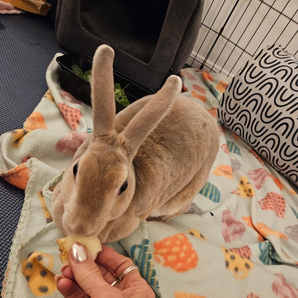 Kotya, Adoptable, Senior Female Mini Rex.