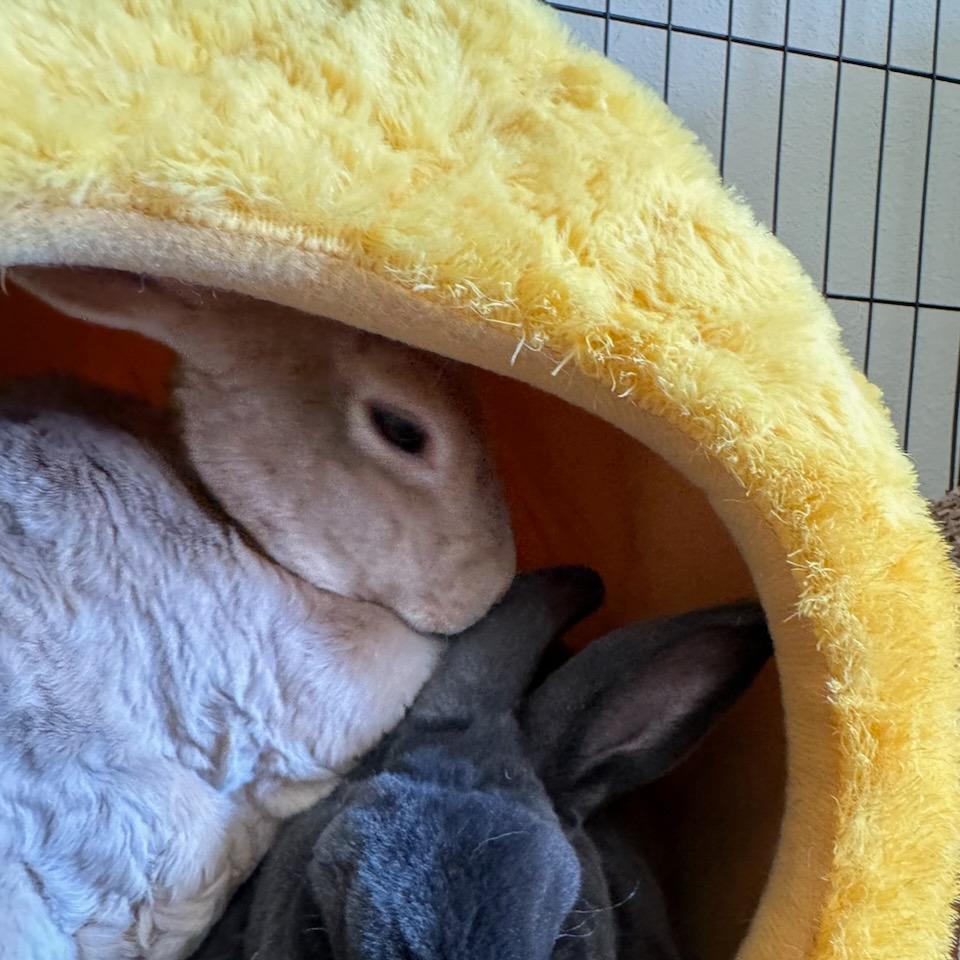 Kotya, a Adoptable Mini Rex in The Woodlands, TX image 2/5