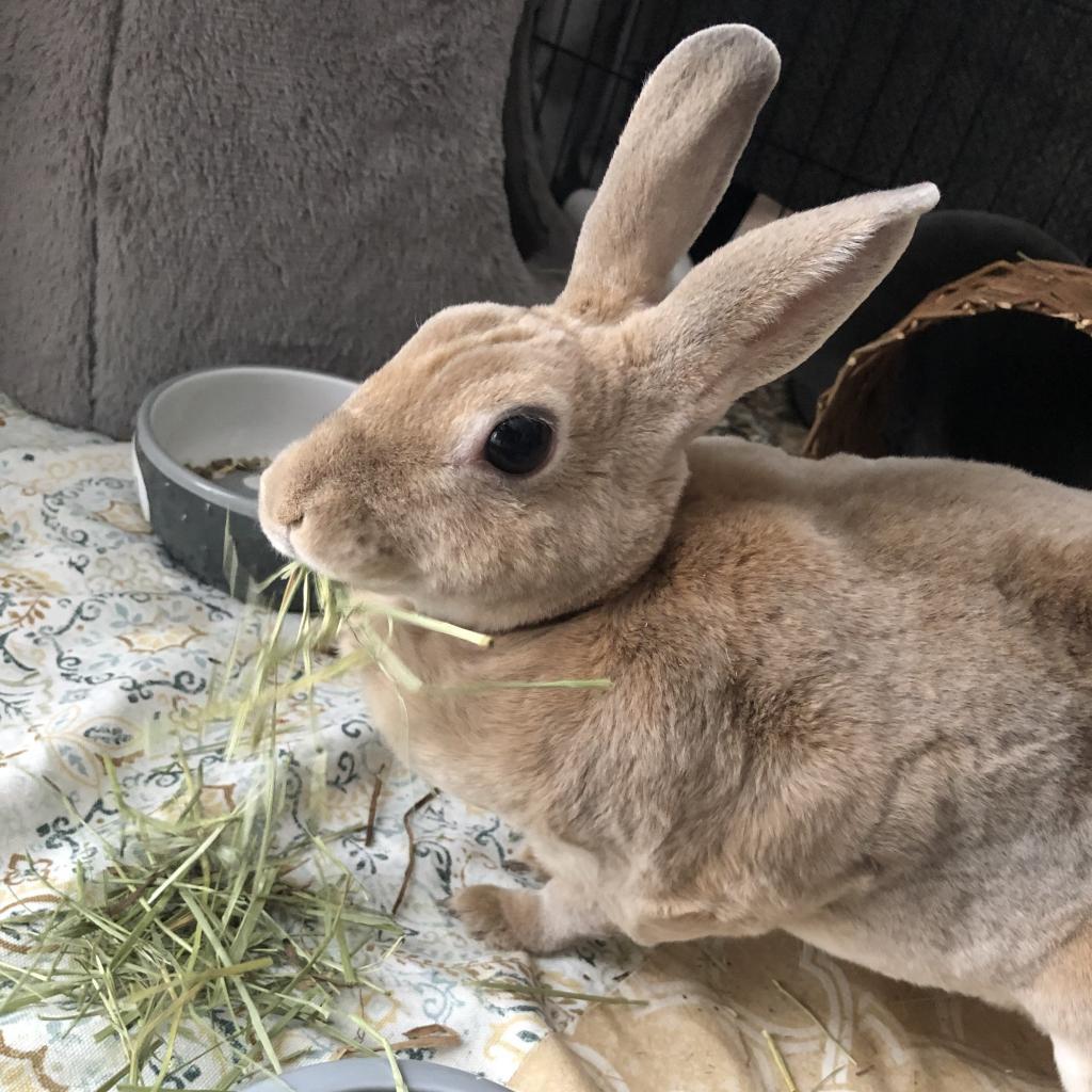 Kotya, a Adoptable Mini Rex in The Woodlands, TX image 3/5