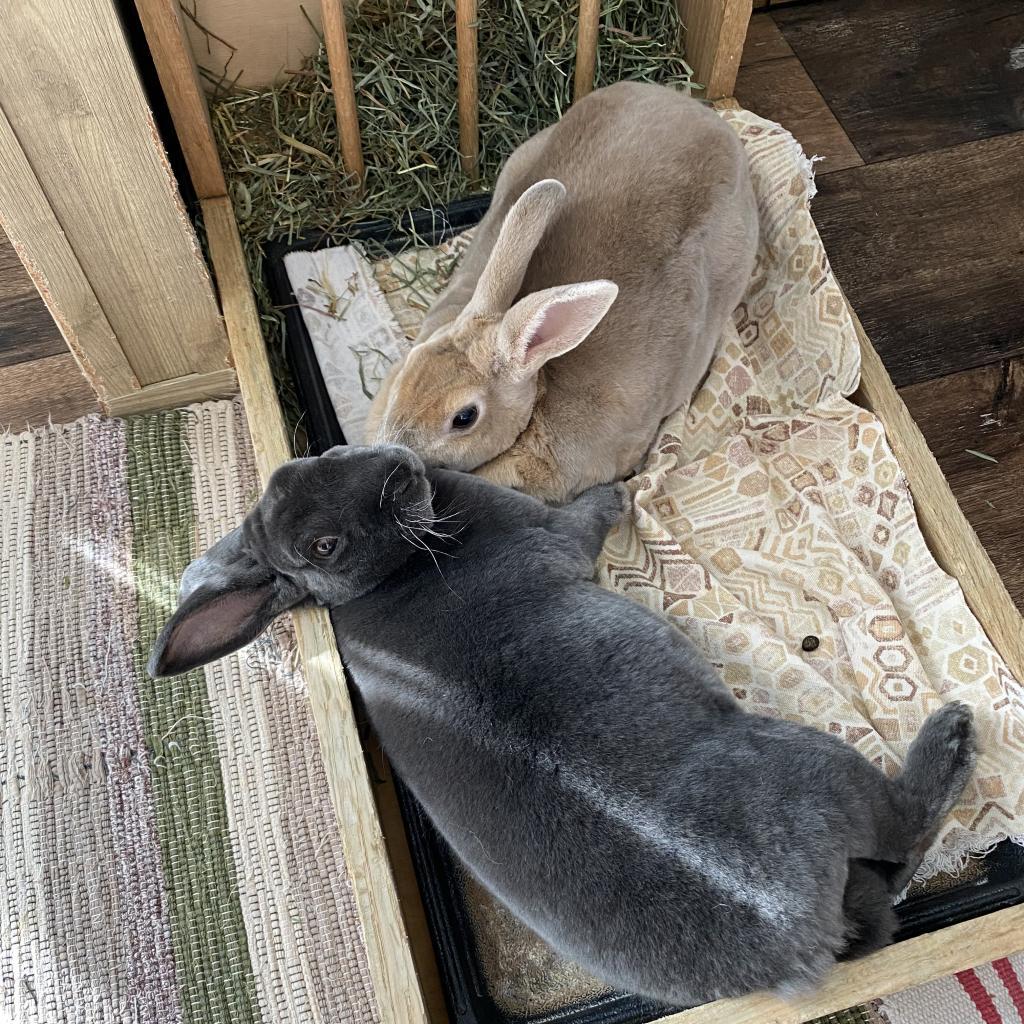 Kotya, a Adoptable Mini Rex in The Woodlands, TX image 4/5